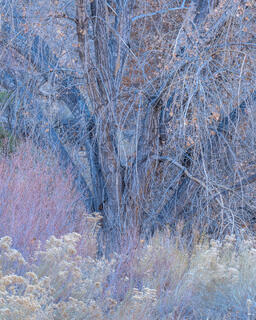 Thicket
