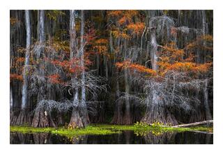 Cypress Beauty, Caddo Lake, Texas