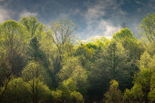 The Forest Awakens