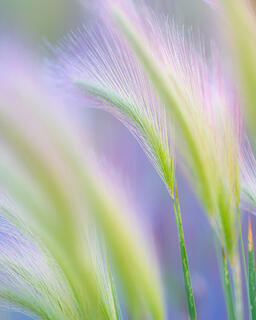 Whispers of Summer, Eastern Montana