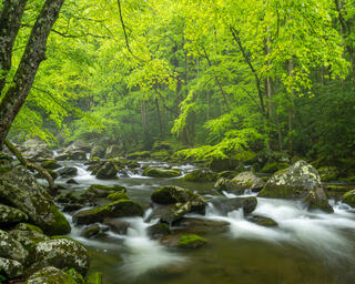 Spring in the Smoky Mountains Photography Workshop 2027