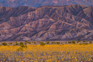 Desert Bloom
