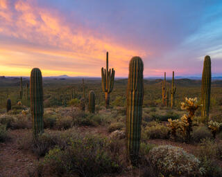 Desert Spacing