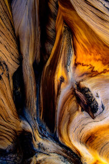 Weathered Bark