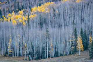 Remaining Color in Aspen Stand