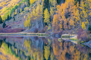 Autumn Aspen Reflections