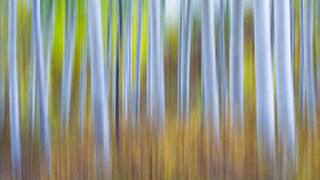 art, beautiful, colorful, design, fine art, for sale, forest, limited edition, photo, prints, wall art
