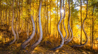 Colorado San Juan Autumn Color Workshop