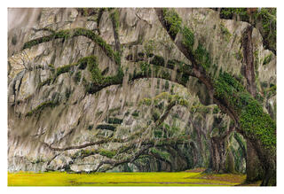 Low Country Southern Landscapes