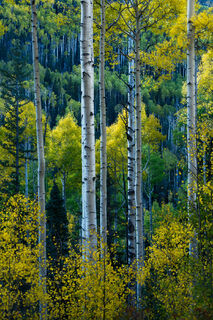 Uncompahgre Autumn Aspen Stand