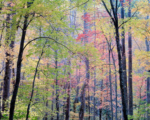 Tremont Autumn Woodland