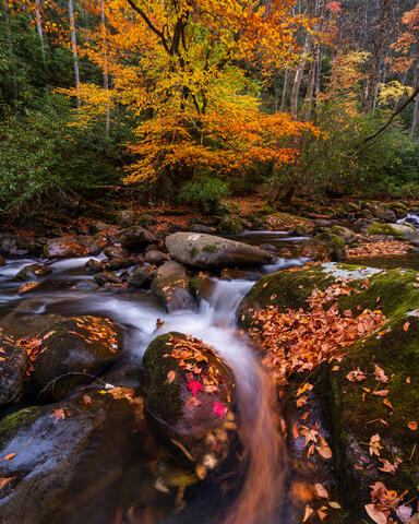 Autumn on Big Creek
