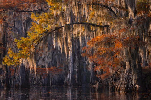 Beauty of the Bayou Swamp Tour - November 12-14, 2024 - Sold Out