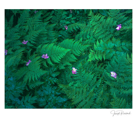 Ferns and Fallen Rhododendron Blooms