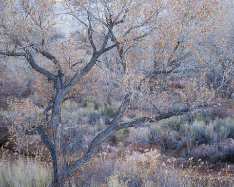 Entwined