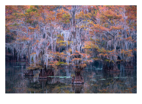 Cypress Swamps of the South