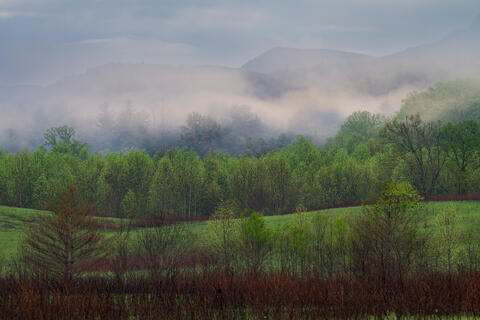 Ephemeral Spring