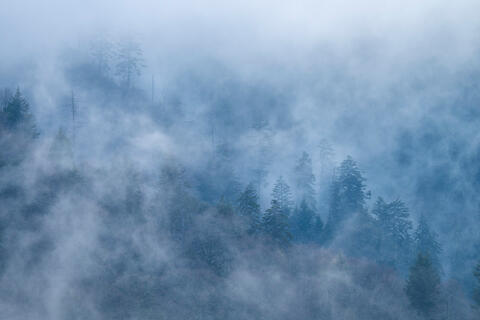 Viel of Fog