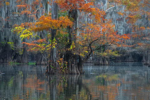Beauty of the Bayou Swamp Tour - November 3-5, 2024