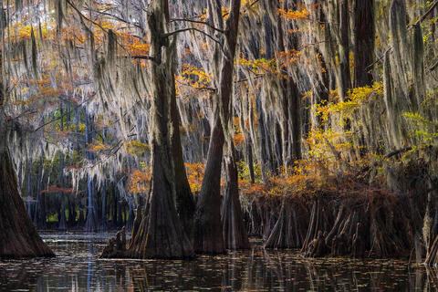 Caddo Lake Cypress Swamp Photographic Portfolio