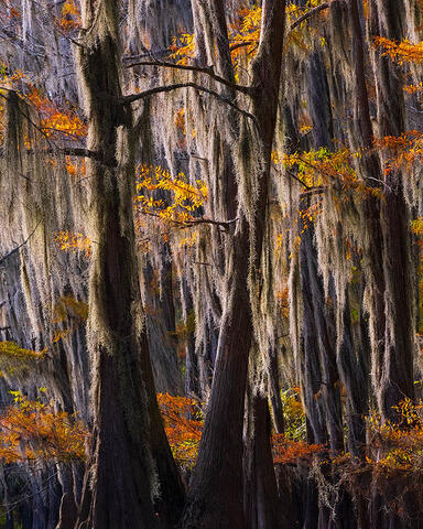 Cypress Autumn