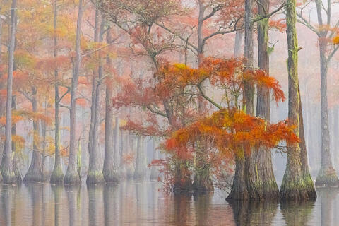 Autumn Cypress Beauty Photography Workshop #1 - Oct. 27-30, 2025