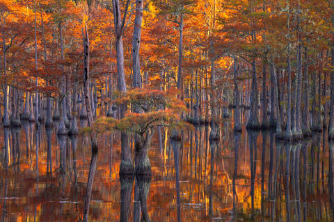 Autumn Cypress Beauty Photography Workshop #2 - October 31- Nov. 3, 2025