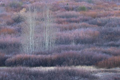 Aspens