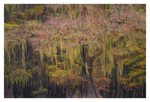 Exploring the Cypress Swamps: A Photographic Journey through Caddo Lake and Big Cypress Bayou