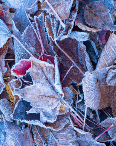 Fine art photograph of frost-covered autumn leaves in White Mountains National Forest, New Hampshire by Joseph Rossbach, available as a limited edition archival