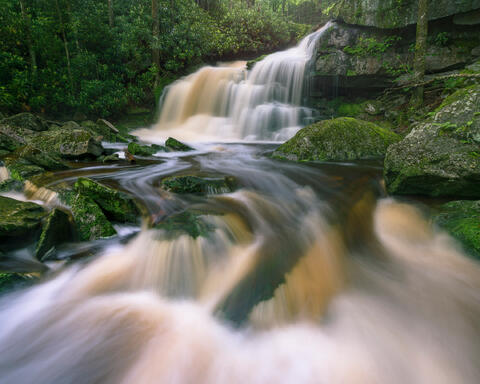 Fine art landscape photograph of mountain stream and rhododendron forest in Monongahela National Forest, West Virginia by Joseph Rossbach.
