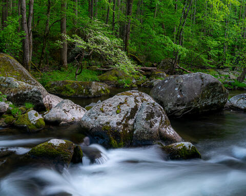 Limited edition fine art photograph of a quiet Appalachian forest stream with moss-covered boulders and flowing water by Joseph Rossbach.