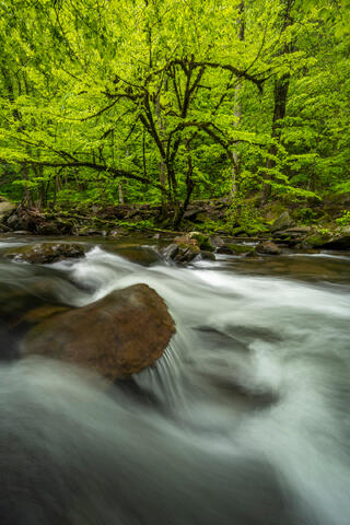 Vertical fine art photograph of a rushing Appalachian mountain stream in spring with luminous green forest by Joseph Rossbach.