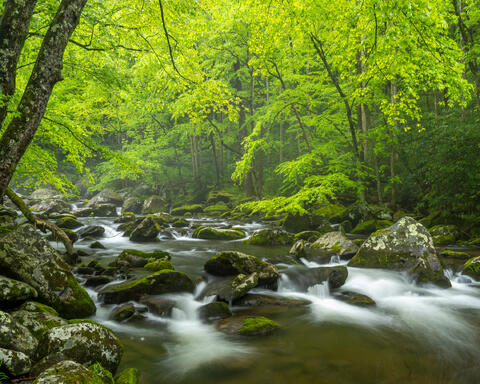 Fine art landscape photograph of lush Appalachian forest and flowing creek by Joseph Rossbach, available as a limited edition print.