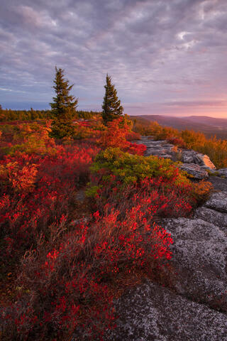 Fine art landscape photograph of autumn heath and sunset light in Dolly Sods Wilderness, West Virginia by Joseph Rossbach, available as a limited edition archiv