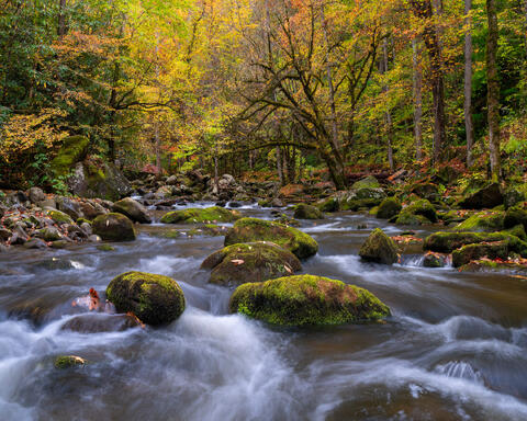 Limited edition fine art photograph of an Appalachian stream in autumn with fallen leaves and flowing water by Joseph Rossbach.
