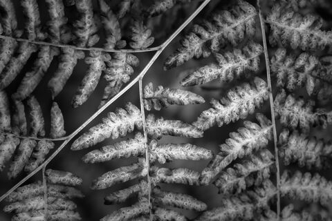 Braken Ferns Detail
