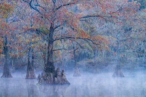 Ghosts of the Bayou
