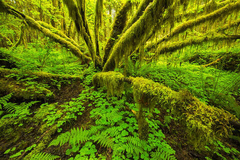 Olympic National Park Photography Workshop - May 19-23, 2024