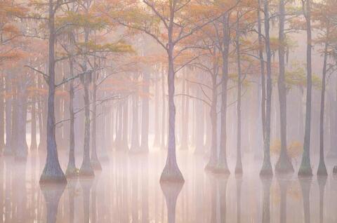Autumn Cypress Beauty Photo Workshop - October 27 - 31, 2024 - Sold Out