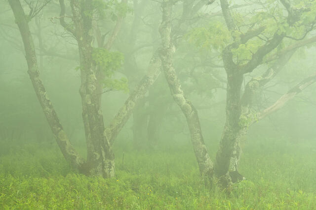 Fine art landscape photograph of foggy spring forest in Dolly Sods Wilderness, West Virginia by Joseph Rossbach, available as a limited edition archival print.