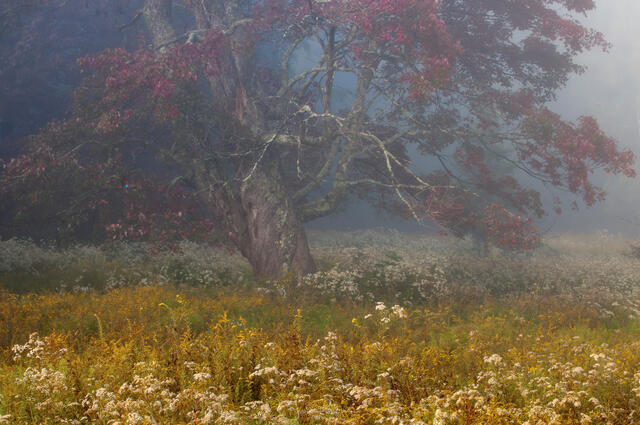 Fine art landscape photograph of an ancient tree and autumn wildflower meadow in Appalachian fog by Joseph Rossbach, available as a limited edition archival pri