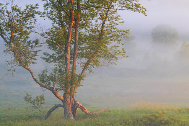 Fine art landscape photograph of sunrise and fog in the Allegheny Highlands of West Virginia by Joseph Rossbach, available as a limited edition archival print.