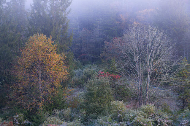 Fine art landscape photograph of misty autumn forest at dawn in Monongahela National Forest, West Virginia by Joseph Rossbach.
