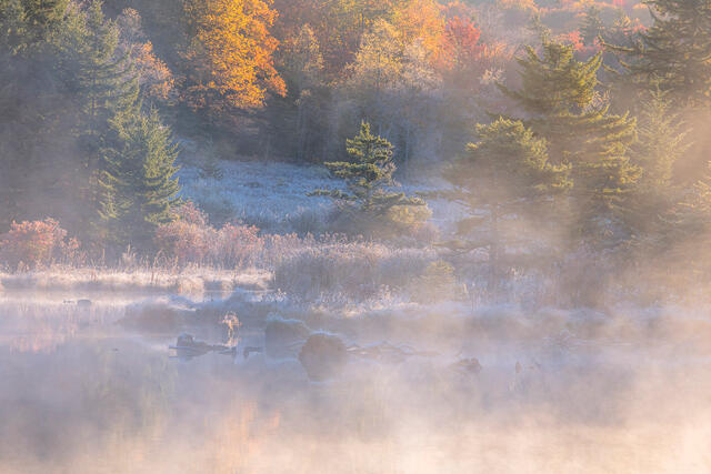 Fine art landscape photograph of foggy autumn wetland in Monongahela National Forest, West Virginia by Joseph Rossbach.
