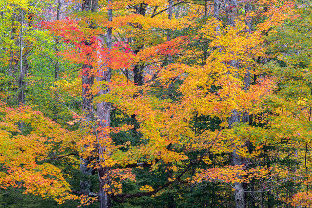 Fine art landscape photograph of autumn hardwood forest in Monongahela National Forest, West Virginia by Joseph Rossbach, available as a limited edition archiva