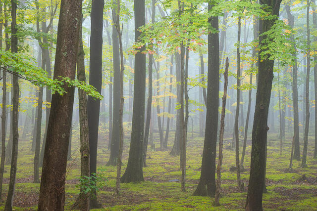 Fine art landscape photograph of misty Appalachian forest in the Allegheny Highlands of West Virginia by Joseph Rossbach, available as a limited edition archiva