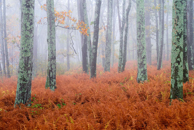 Fine art landscape photograph of foggy autumn forest and ferns in Shenandoah National Park, Virginia by Joseph Rossbach, available as a limited edition archival