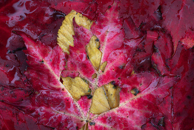 Fine art macro photograph of a red autumn leaf beneath water in the Appalachian forest by Joseph Rossbach.