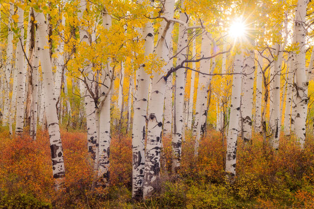 Aspen Star